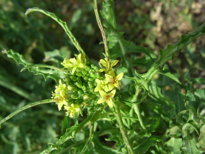 Sisymbrium irio / Erba cornacchia irida